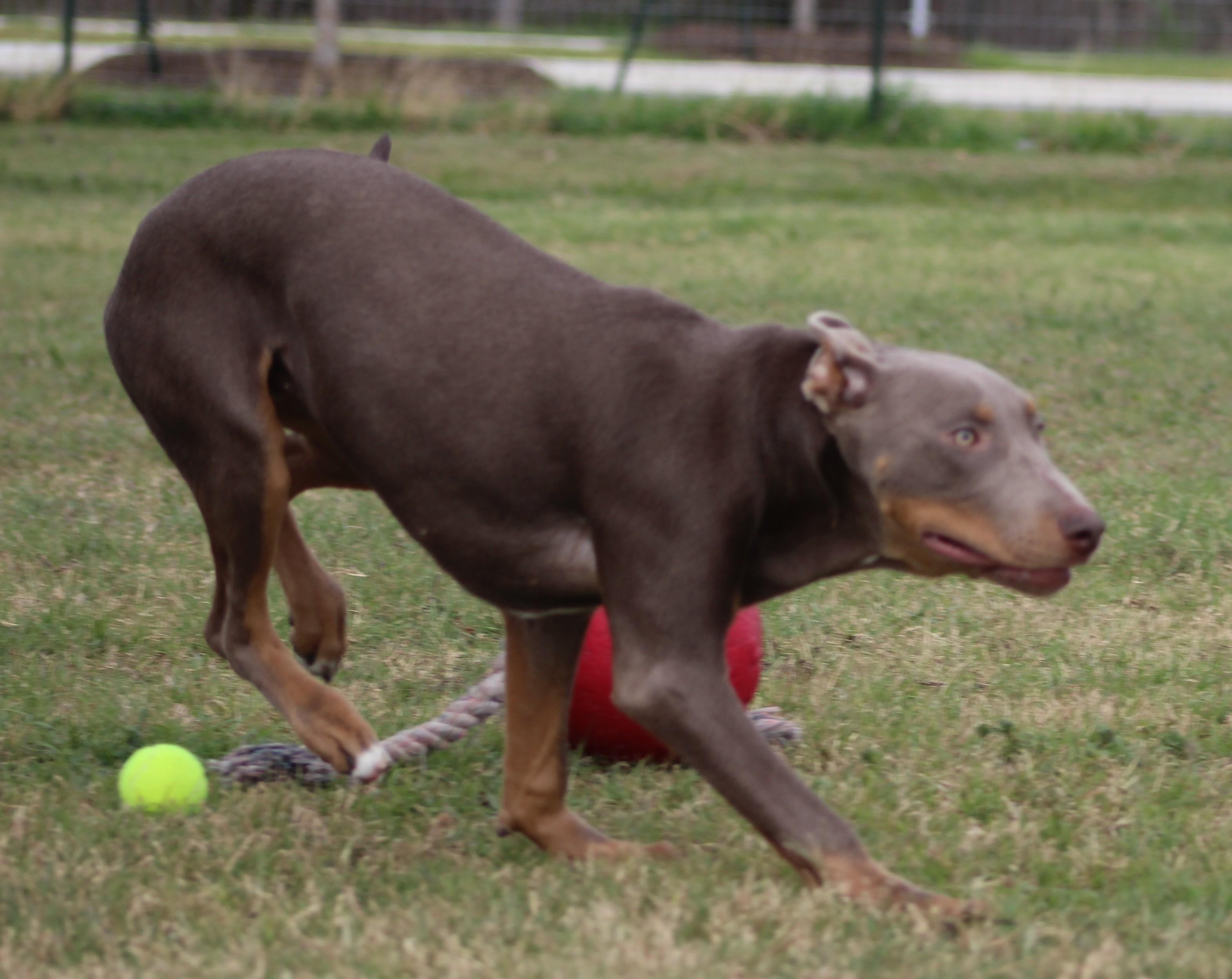 Enlarge Lilo, a ADOPTABLE mixed breed in Temple, TX image 4/6