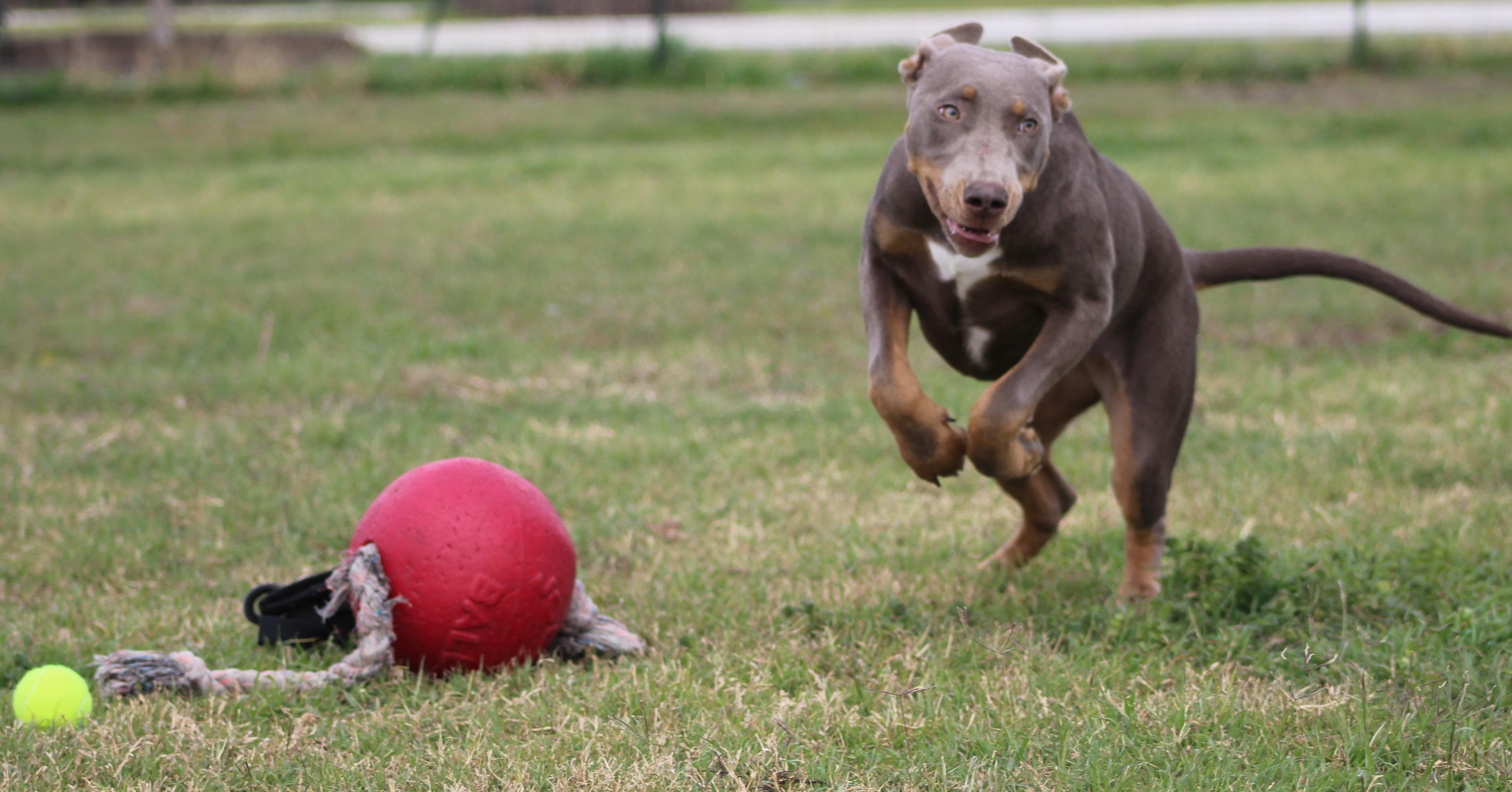 Enlarge Lilo, a ADOPTABLE mixed breed in Temple, TX image 1/6
