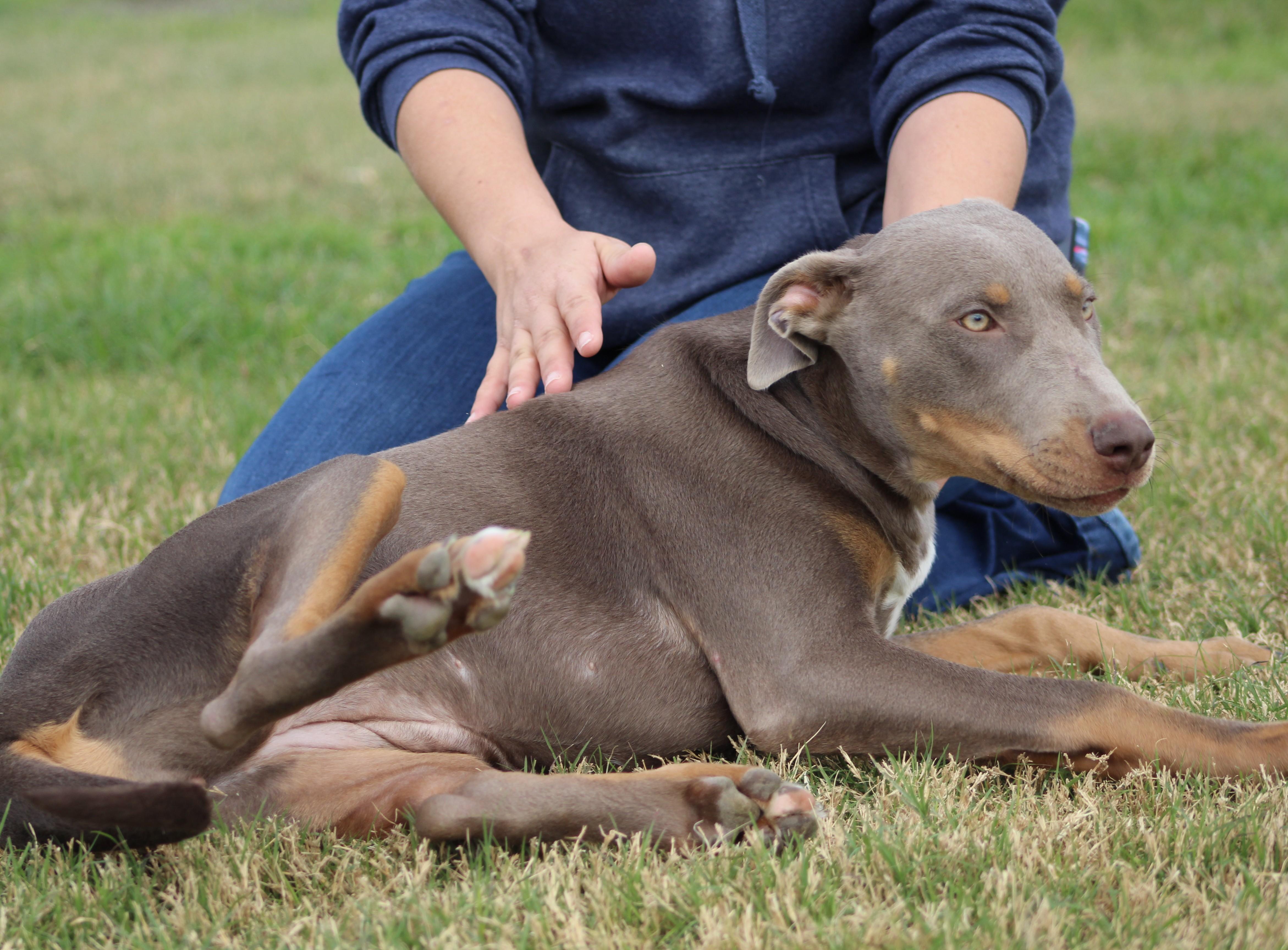 Enlarge Lilo, a ADOPTABLE mixed breed in Temple, TX image 3/6