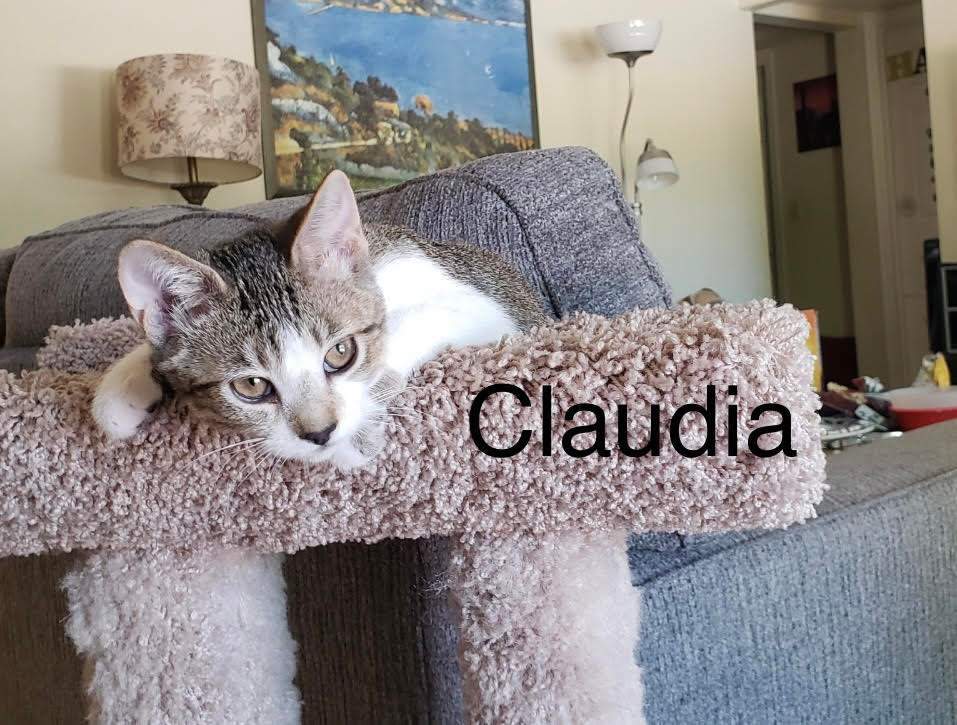 CLAUDIA (Rachel), an adopted Tabby Mix in Prescott, AZ_image-1
