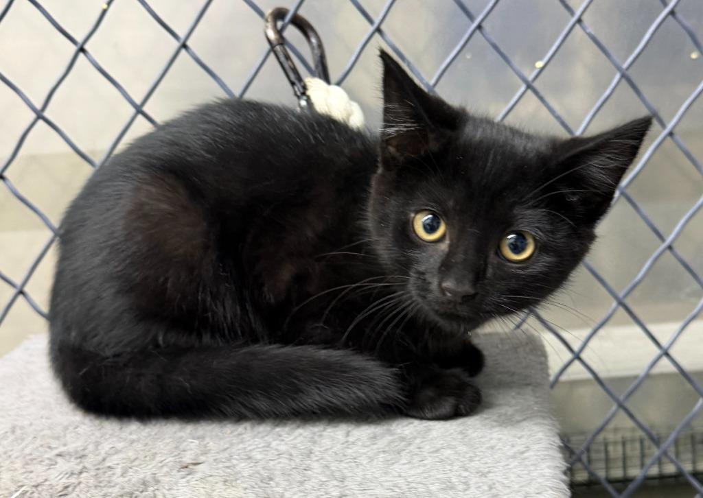 Jonah, Adoptable, Kitten Male Domestic Short Hair.