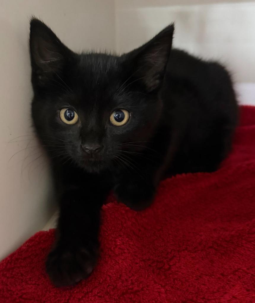 Enlarge Jonah, a Adoptable mixed breed in Lagrange, IN image 2/6