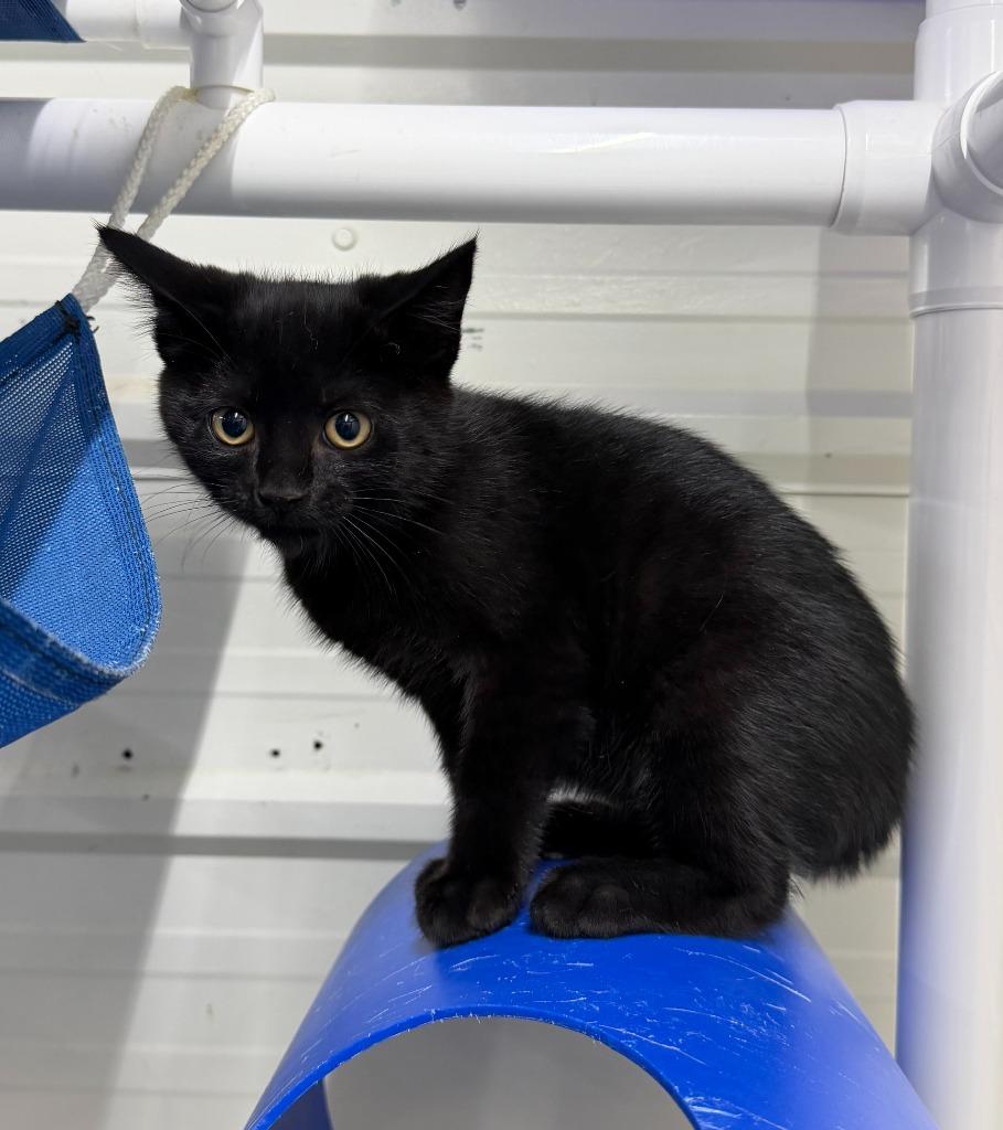 Enlarge Jonah, a Adoptable mixed breed in Lagrange, IN image 3/6