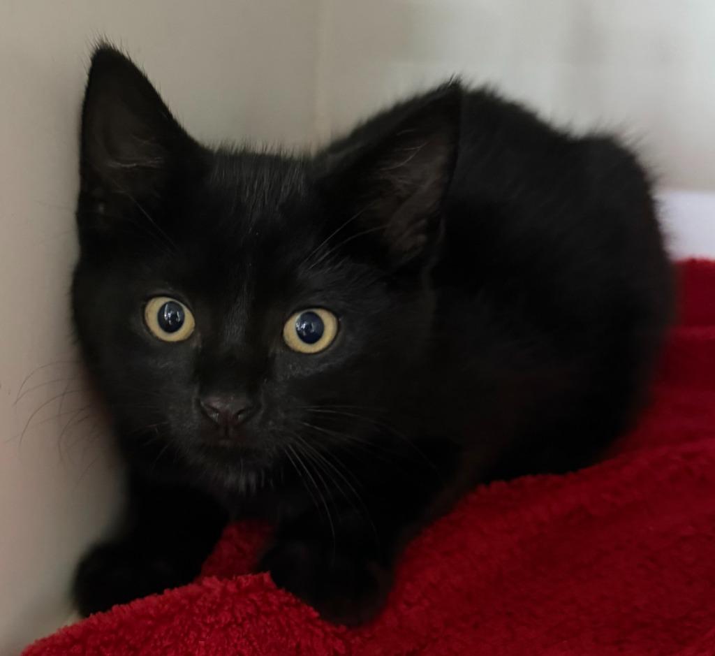Enlarge Jonah, a Adoptable mixed breed in Lagrange, IN image 4/6