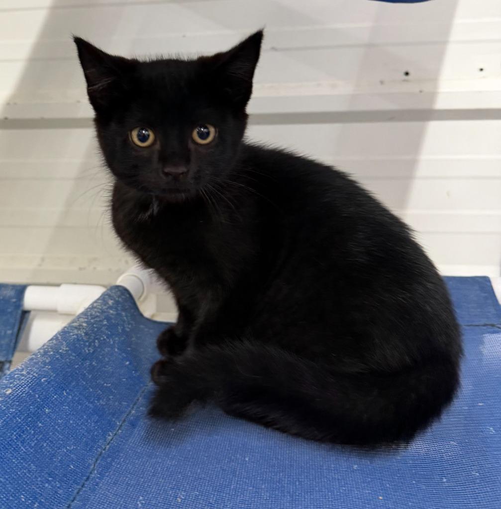 Enlarge Jonah, a Adoptable mixed breed in Lagrange, IN image 5/6