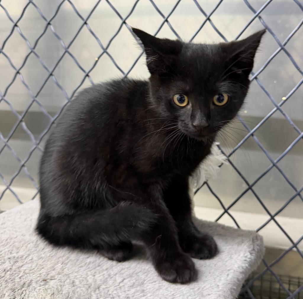 Enlarge Jonah, a Adoptable mixed breed in Lagrange, IN image 6/6