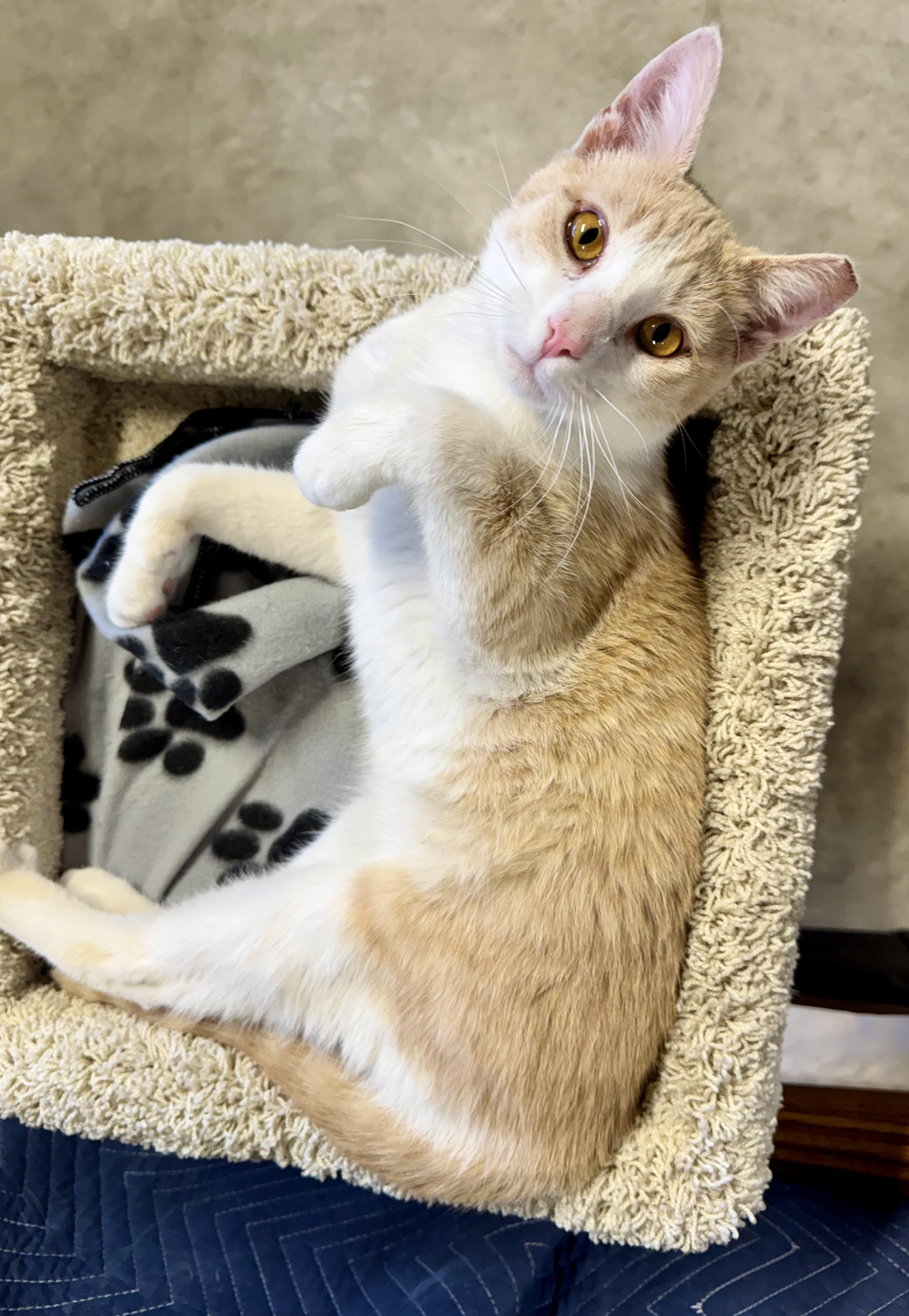 Enlarge Creamsicle (friendly / loving / playful), a ADOPTABLE mixed breed in San Jose, CA image 1/4