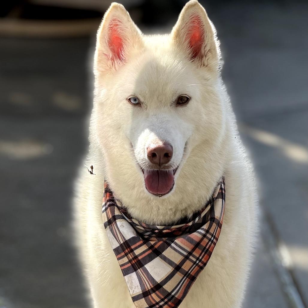 Nova, Adoptable, Young Female Husky & Mixed Breed.