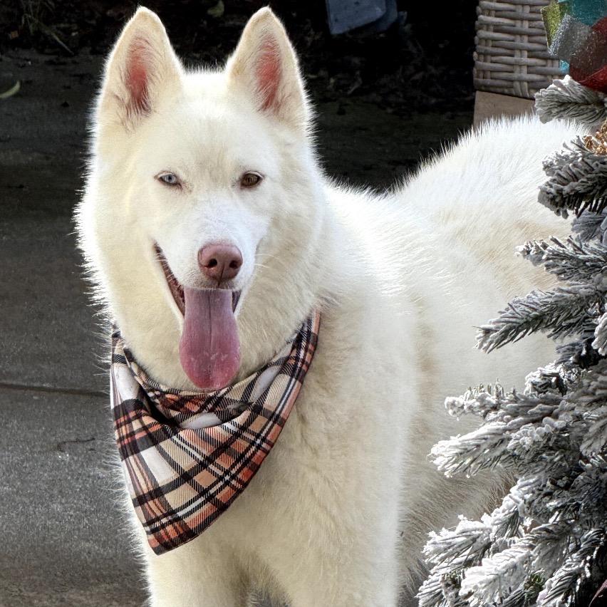 Enlarge Nova, a Adoptable mixed breed in Los Angeles, CA image 2/6