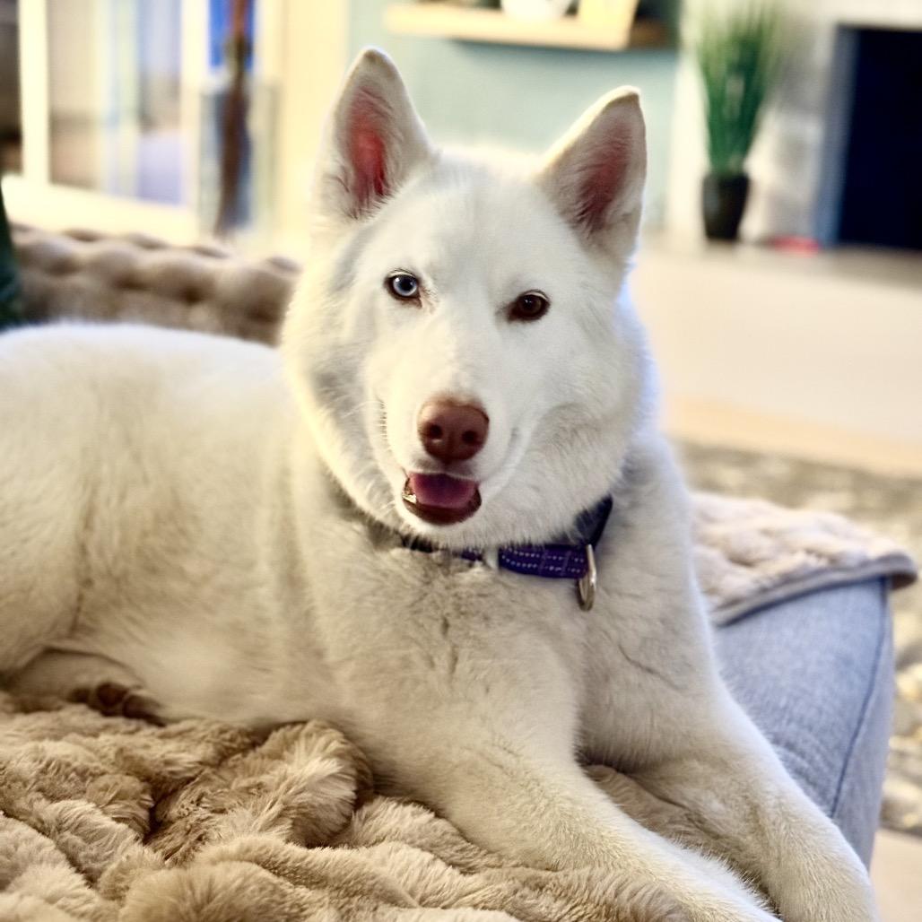 Enlarge Nova, a Adoptable mixed breed in Los Angeles, CA image 4/6