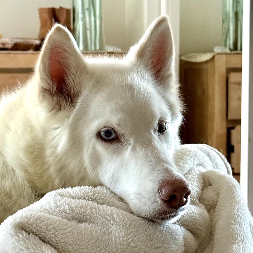 Enlarge Nova, a Adoptable mixed breed in Los Angeles, CA image 5/6