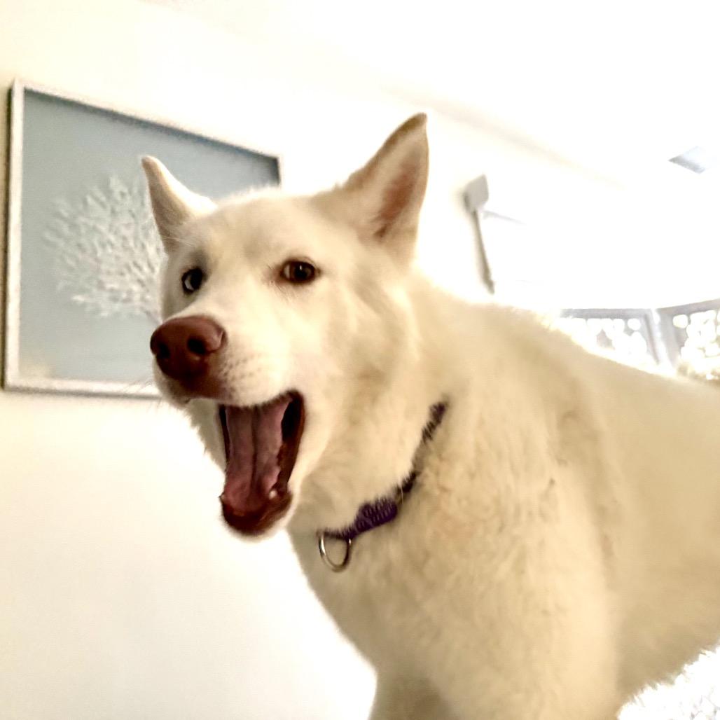 Enlarge Nova, a Adoptable mixed breed in Los Angeles, CA image 6/6