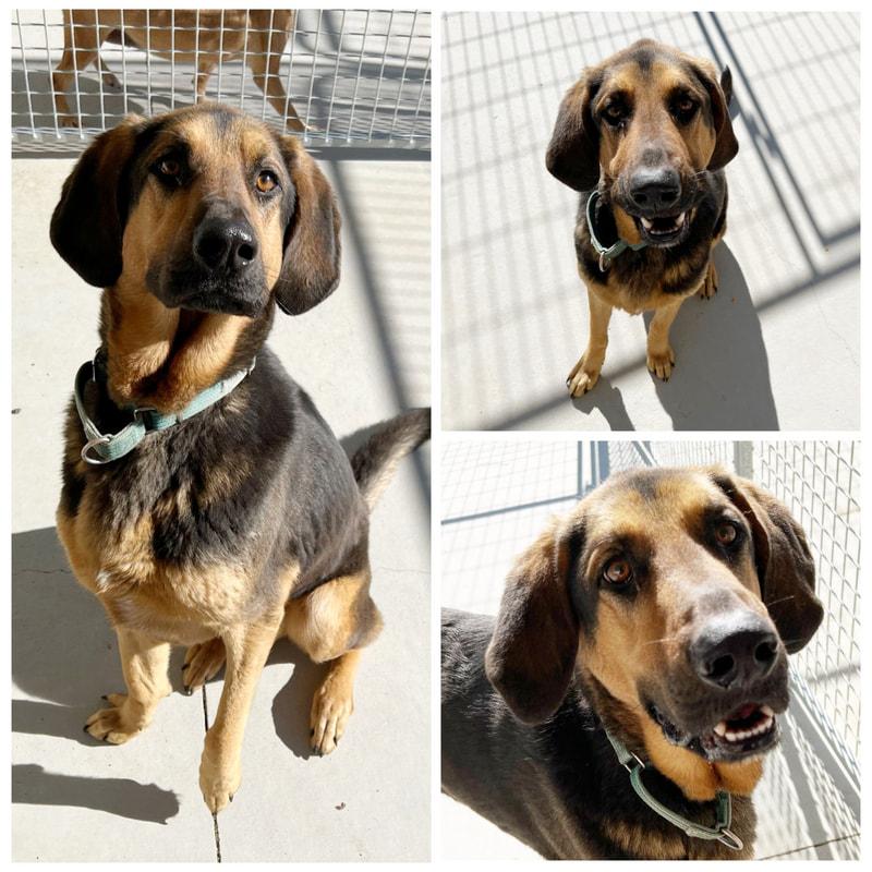 Enlarge Grant, a Adoptable mixed breed in Dublin, VA image 1/1