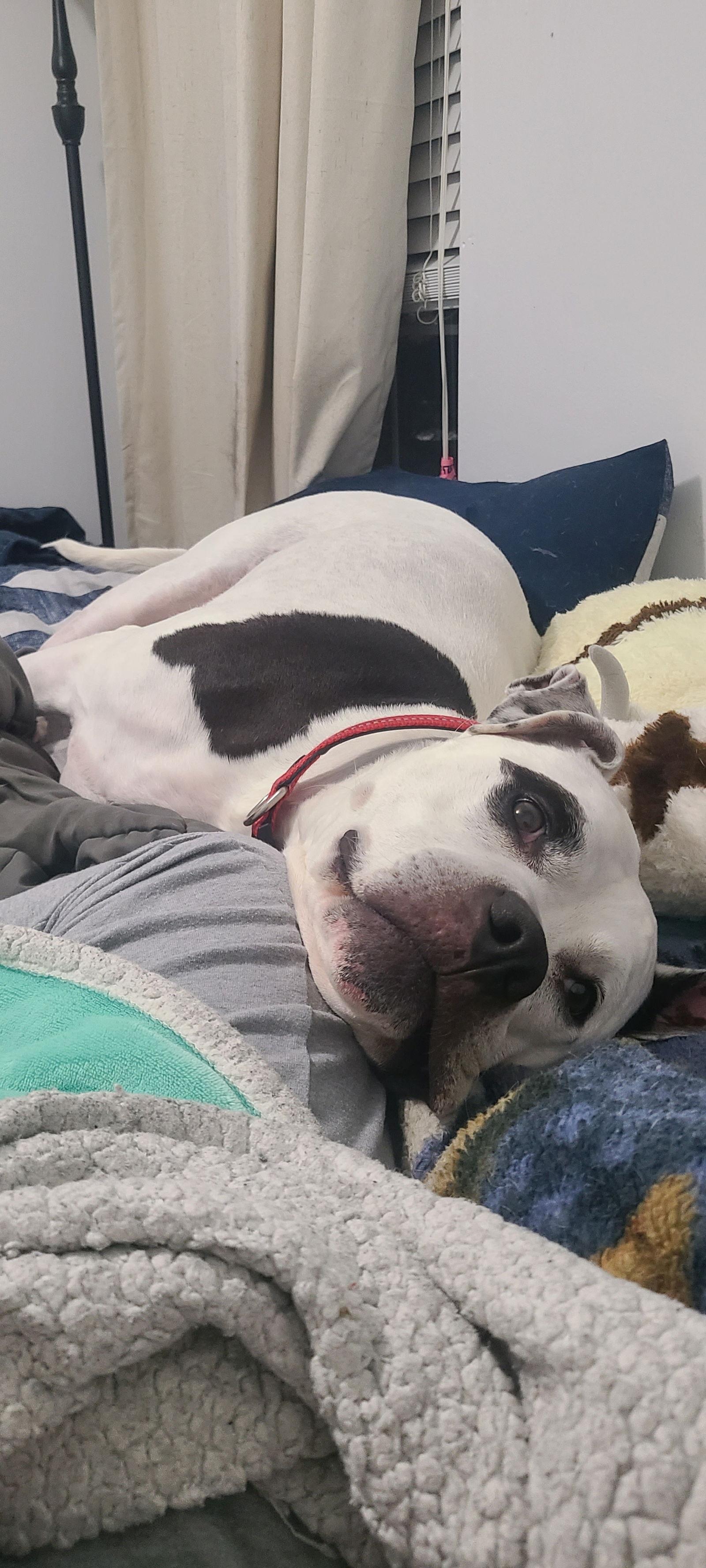 Link, Adoptable, Adult Male American Bulldog.