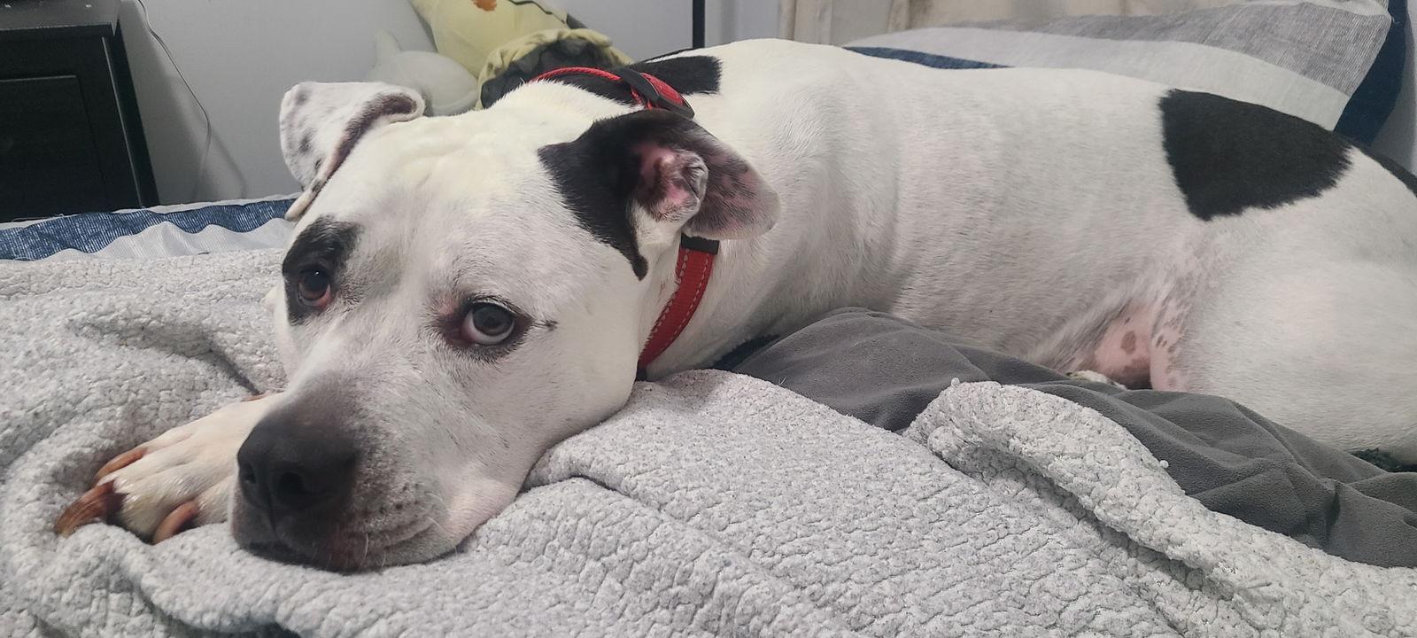 Enlarge Link, a Adoptable American Bulldog in New Hope, PA image 2/3