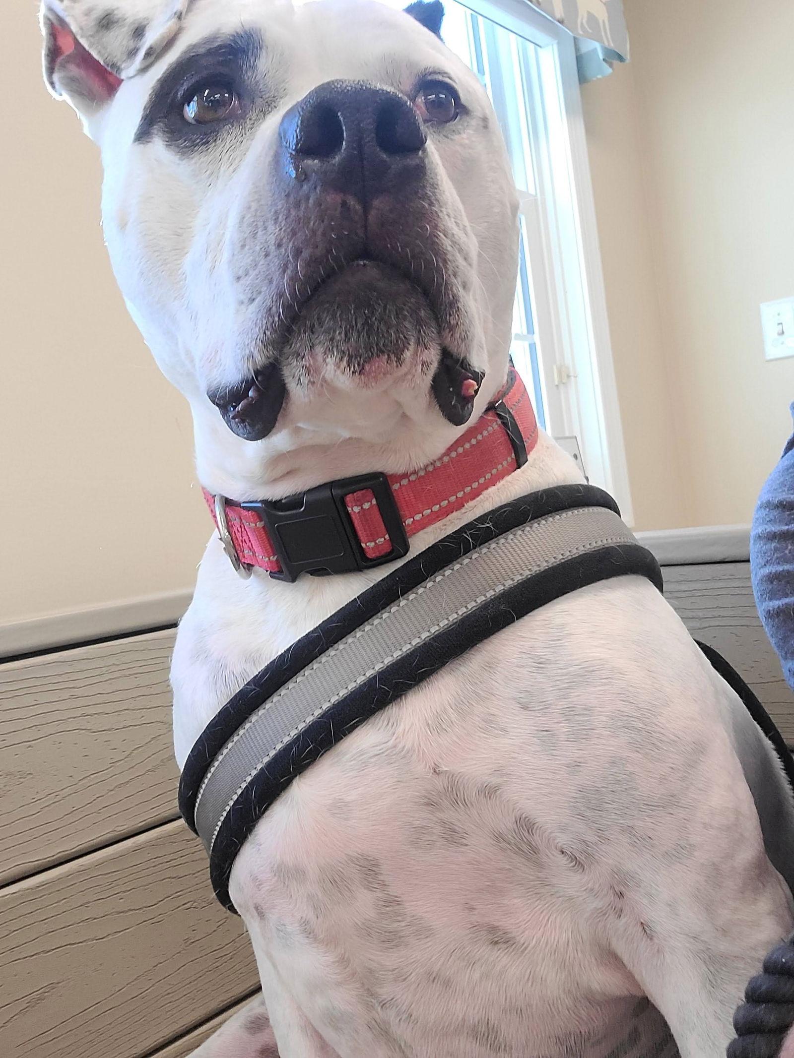 Enlarge Link, a Adoptable American Bulldog in New Hope, PA image 3/3