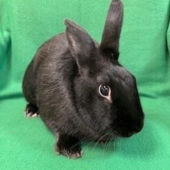 Indigo, ADOPTABLE, Young Male Satin.