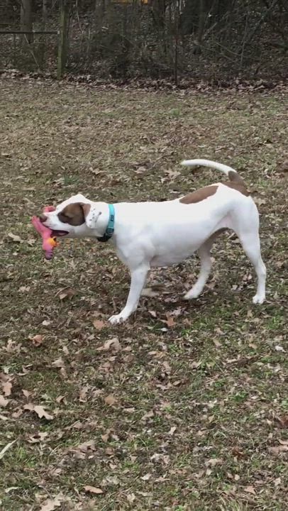 Enlarge Maisie, a Adopted mixed breed in Greenfield, TN video 6/11
