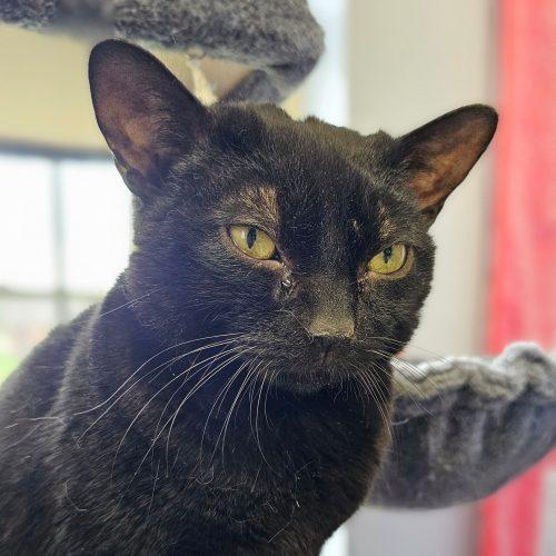 Enlarge Buddy 5328C, a Adoptable Domestic Short Hair in Frankfort, KY image 1/5
