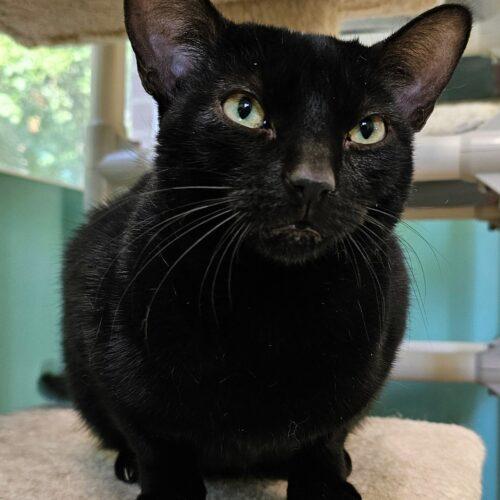 Enlarge Buddy 5328C, a Adoptable Domestic Short Hair in Frankfort, KY image 2/5