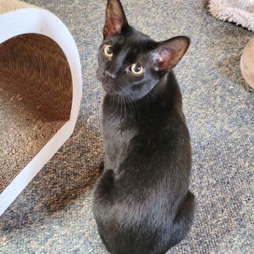 Enlarge Buddy 5328C, a Adoptable Domestic Short Hair in Frankfort, KY image 3/5