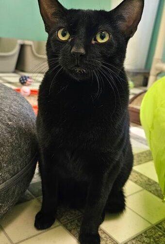 Enlarge Buddy 5328C, a Adoptable Domestic Short Hair in Frankfort, KY image 4/5