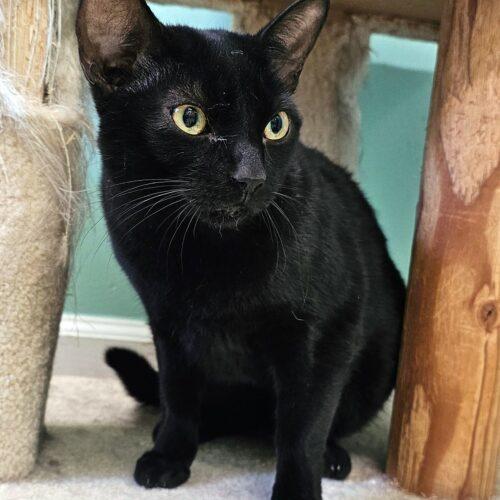 Enlarge Buddy 5328C, a Adoptable Domestic Short Hair in Frankfort, KY image 5/5