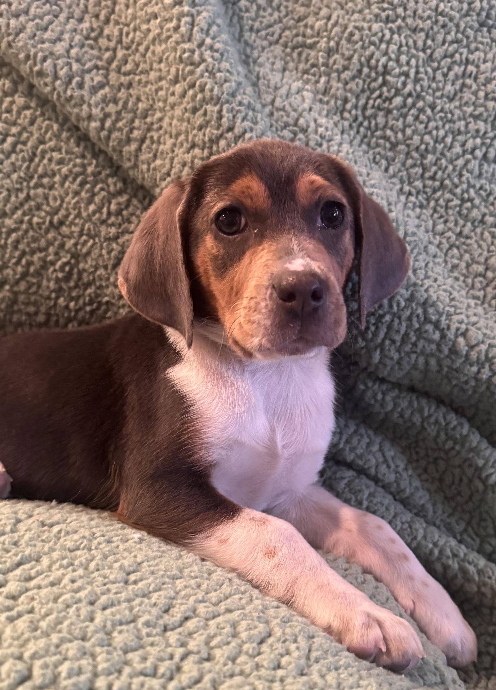 Bridget, Adoptable, Puppy Female Beagle.