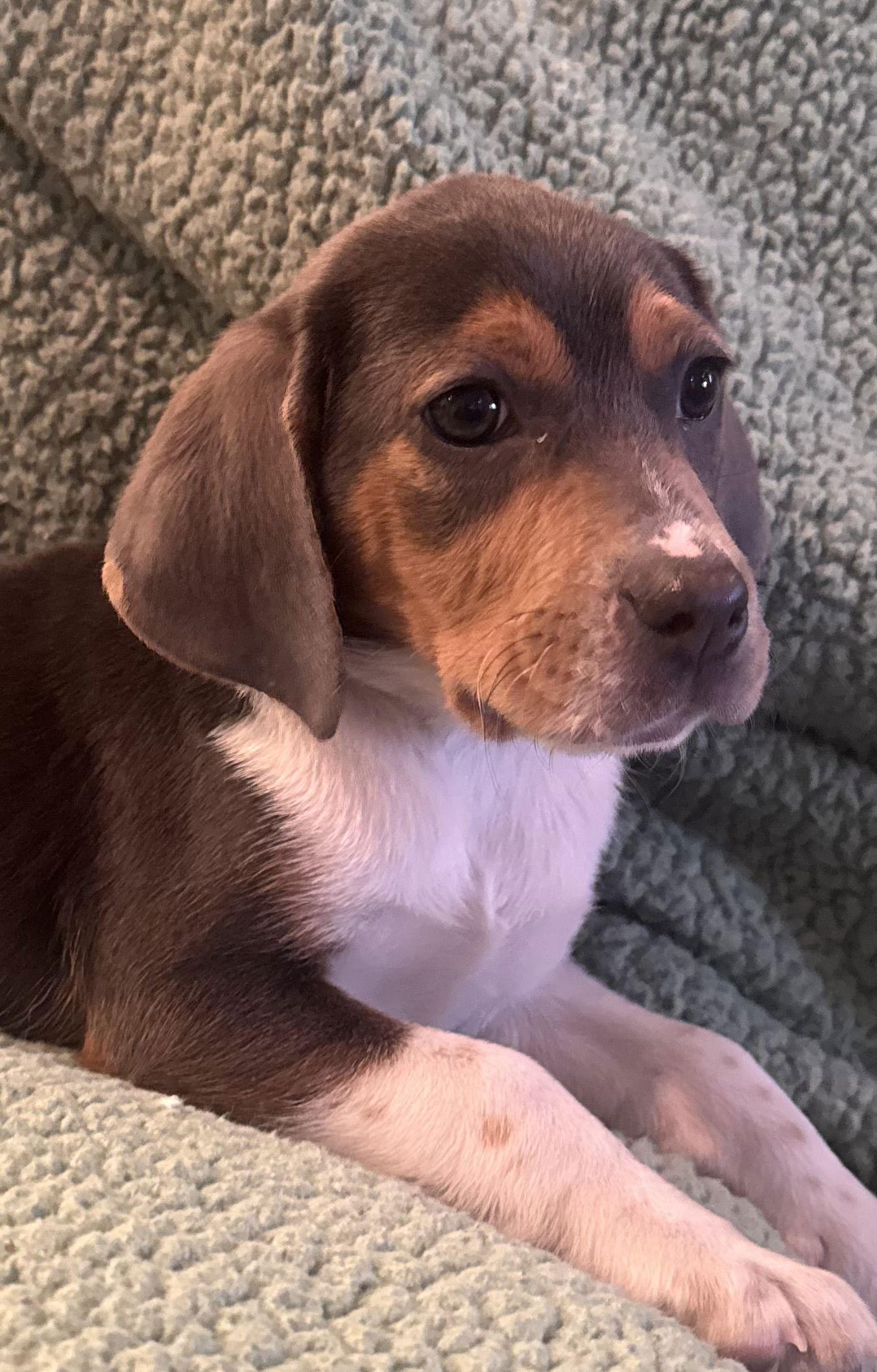 Enlarge Bridget, a Adoptable mixed breed in Pottstown, PA image 4/4