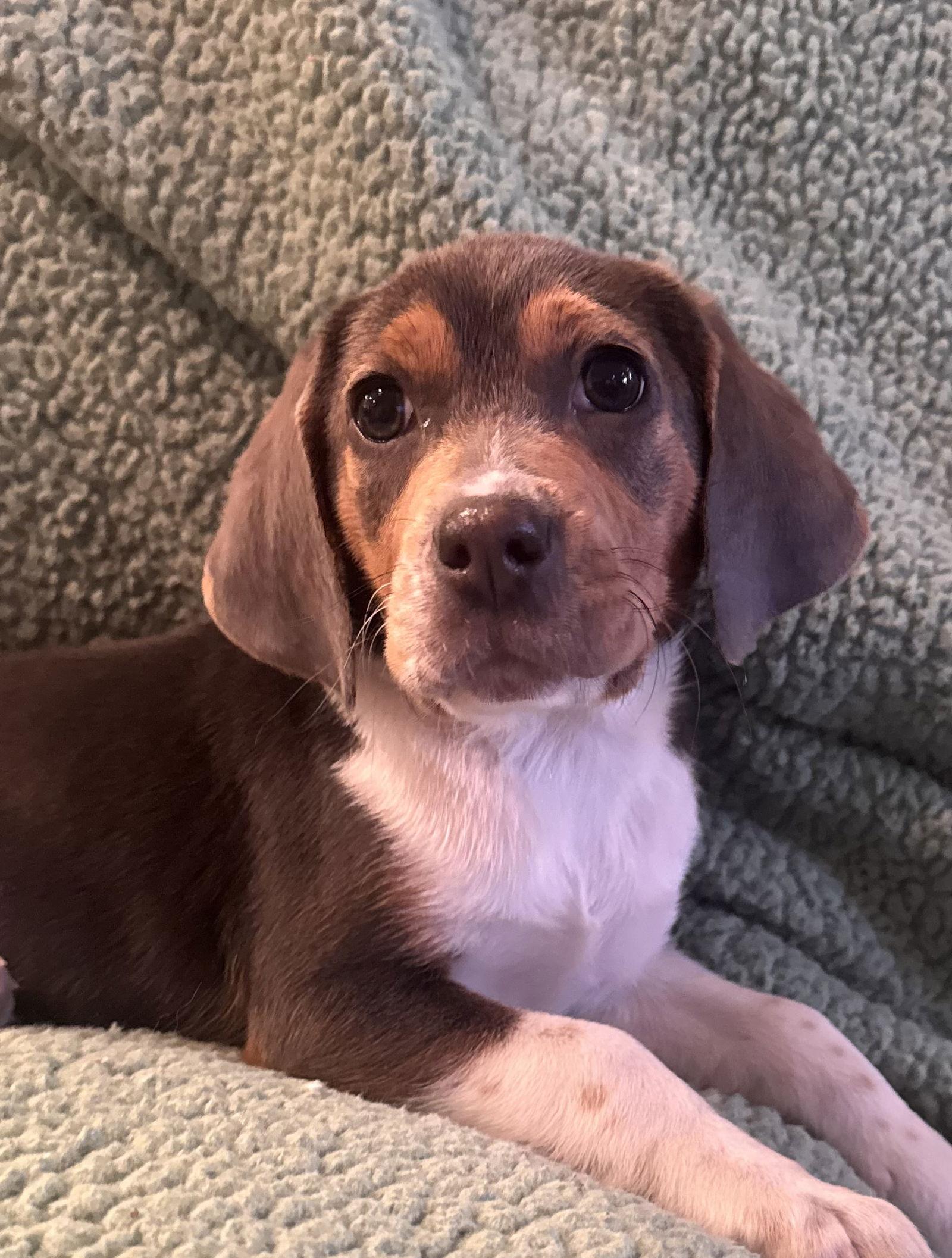 Enlarge Bridget, a Adoptable mixed breed in Pottstown, PA image 3/4