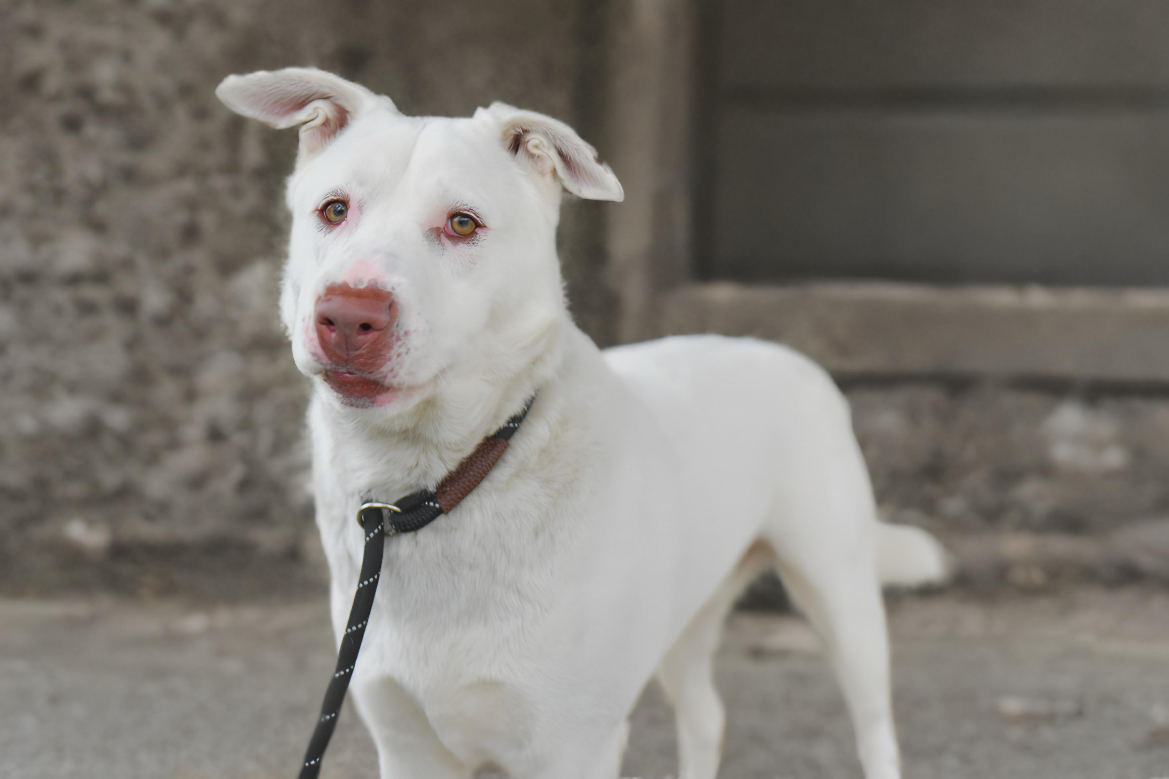 ELMER 147-25, a Adoptable mixed breed in Cambridge, OH image 1/5