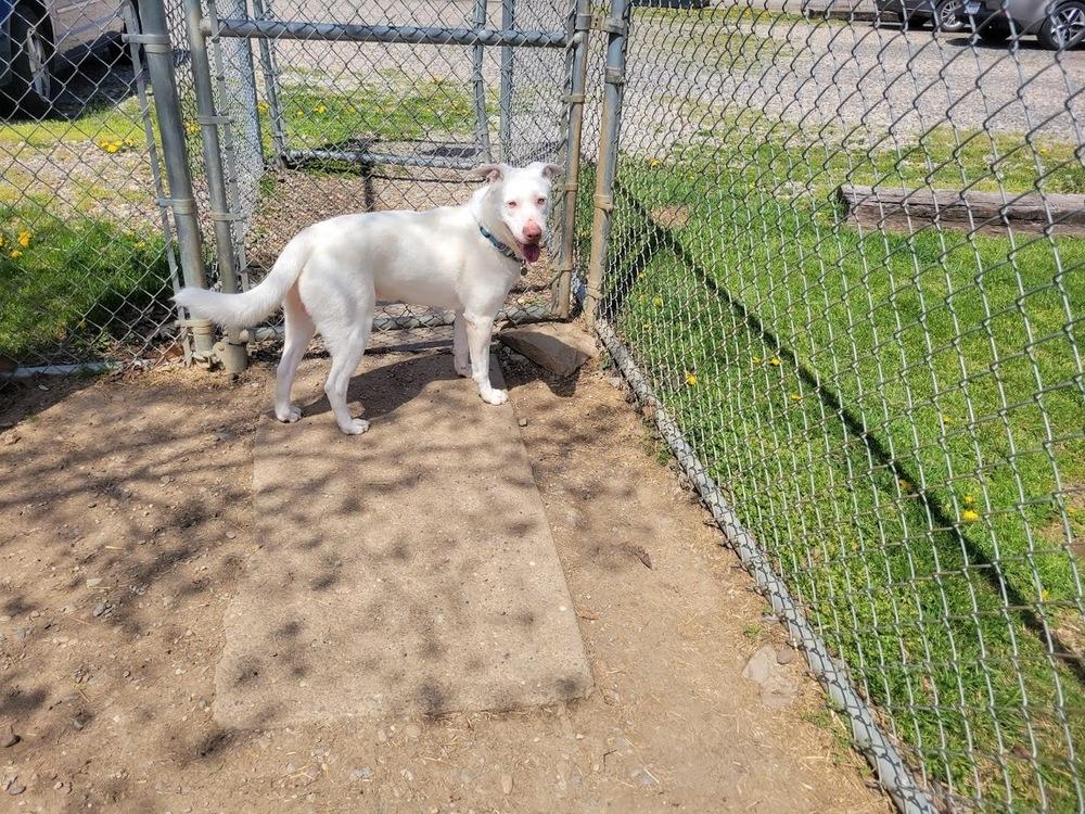 ELMER 147-25, a Adoptable mixed breed in Cambridge, OH image 3/5