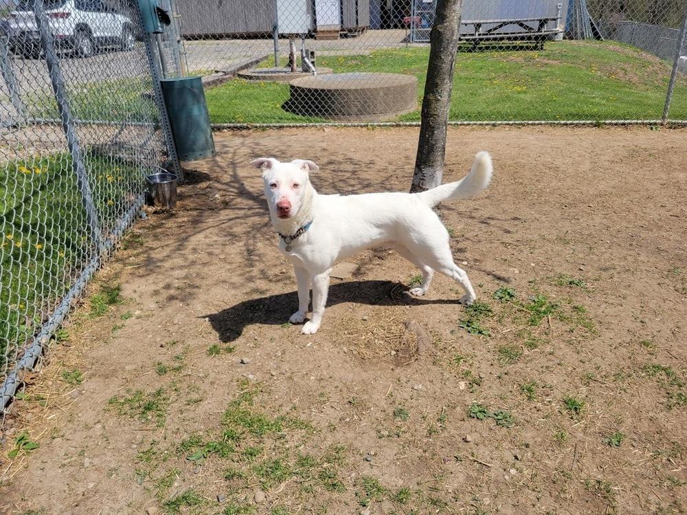 ELMER 147-25, a Adoptable mixed breed in Cambridge, OH image 4/5