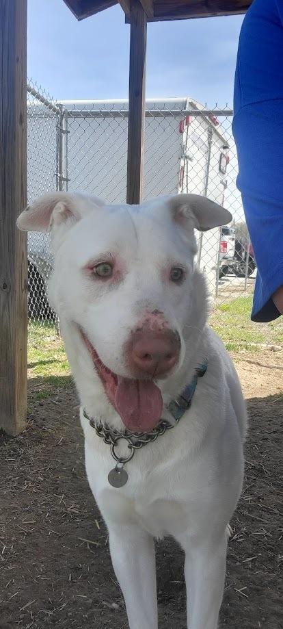 ELMER 147-25, a Adoptable mixed breed in Cambridge, OH image 5/5