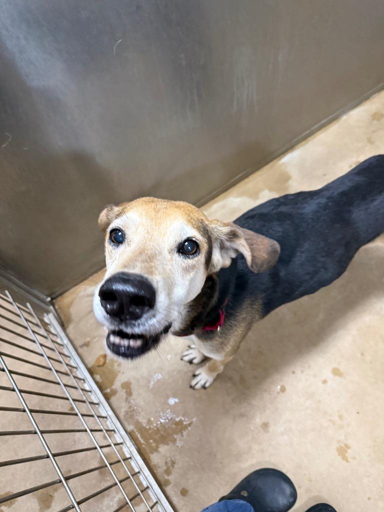 Moose 26, Adoptable, Senior Male Mixed Breed.