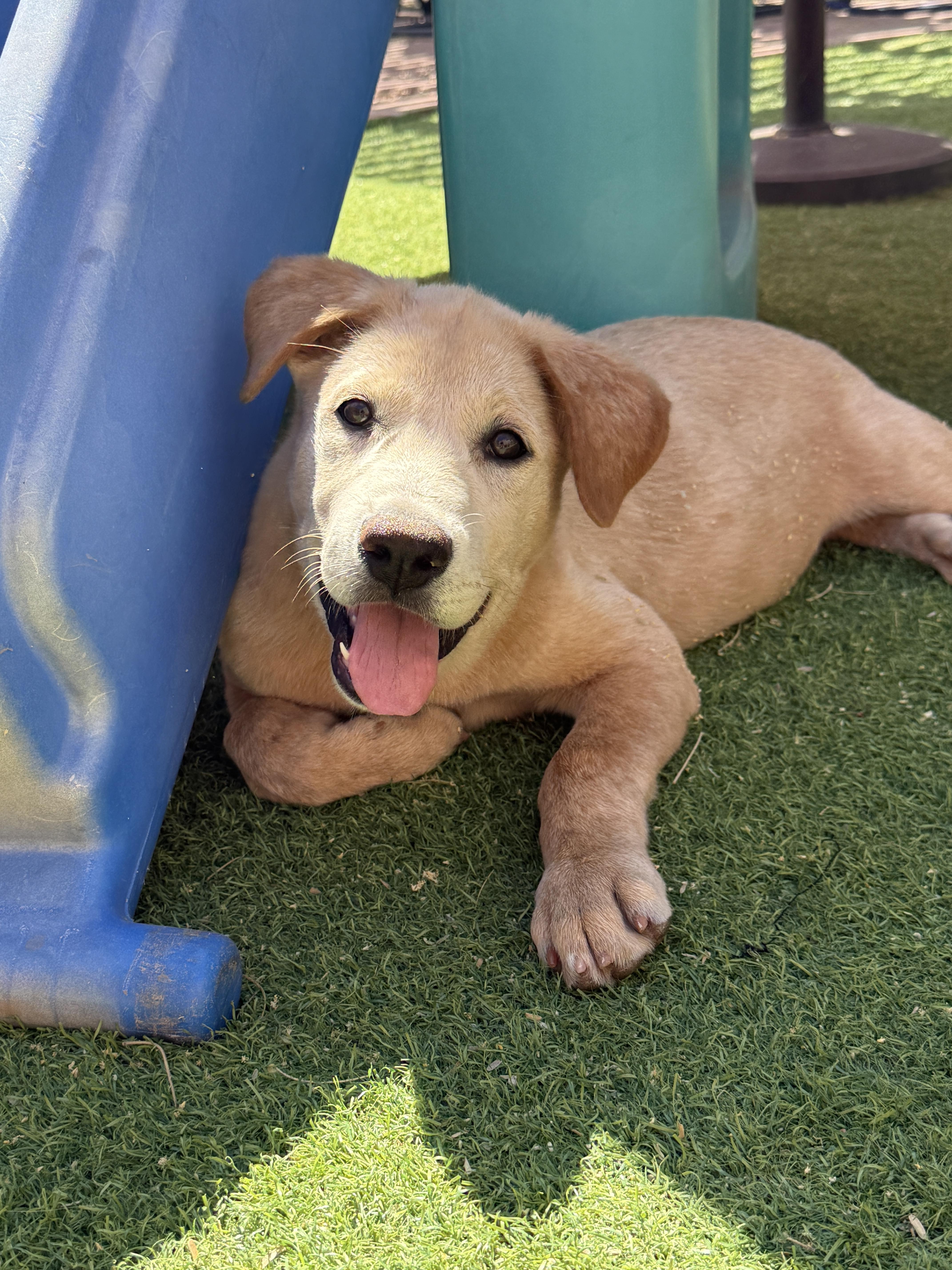 Goldilocks, a Adopted mixed breed in Tucson, AZ image 1/6