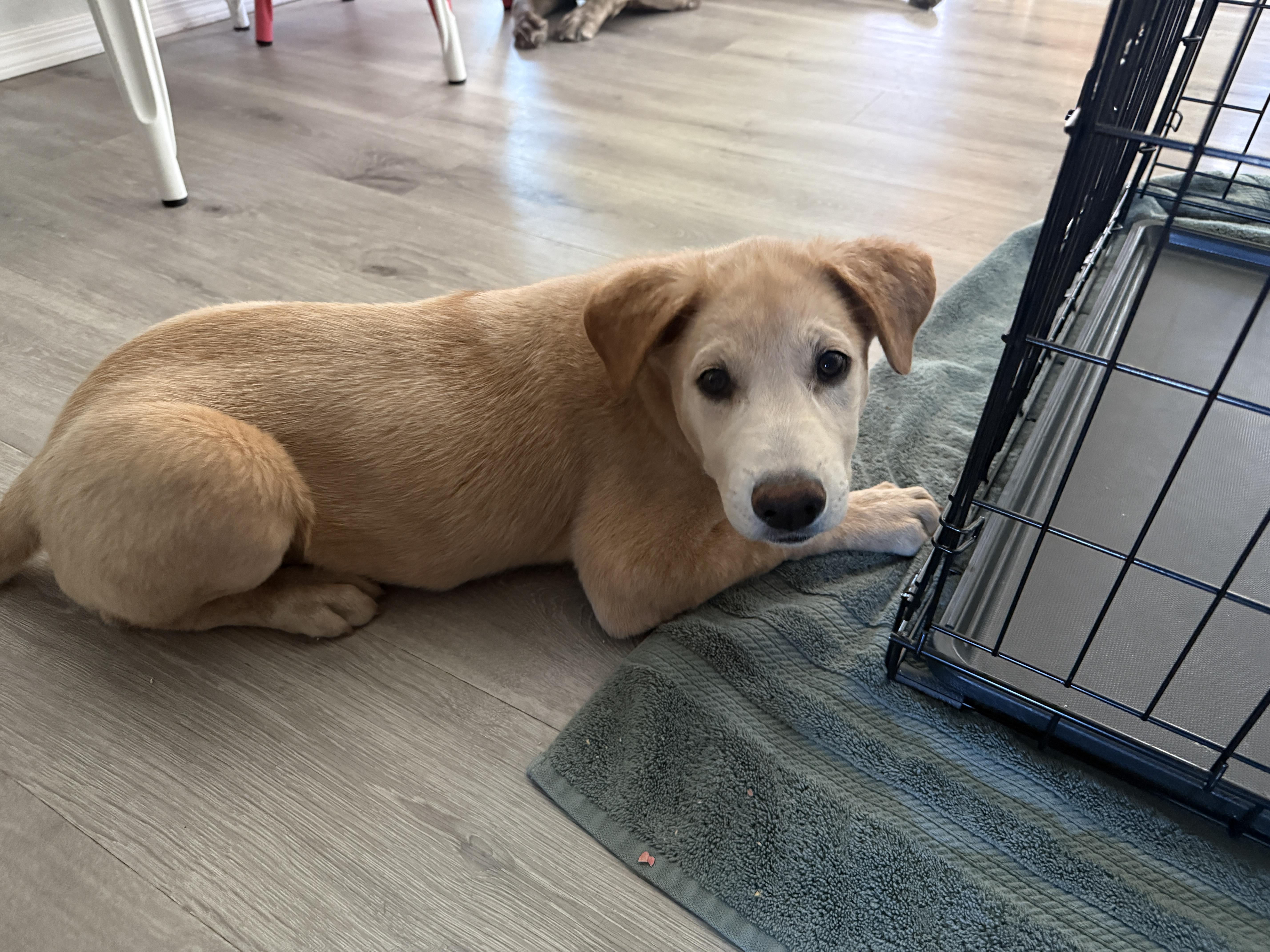 Goldilocks, a Adopted mixed breed in Tucson, AZ image 2/6