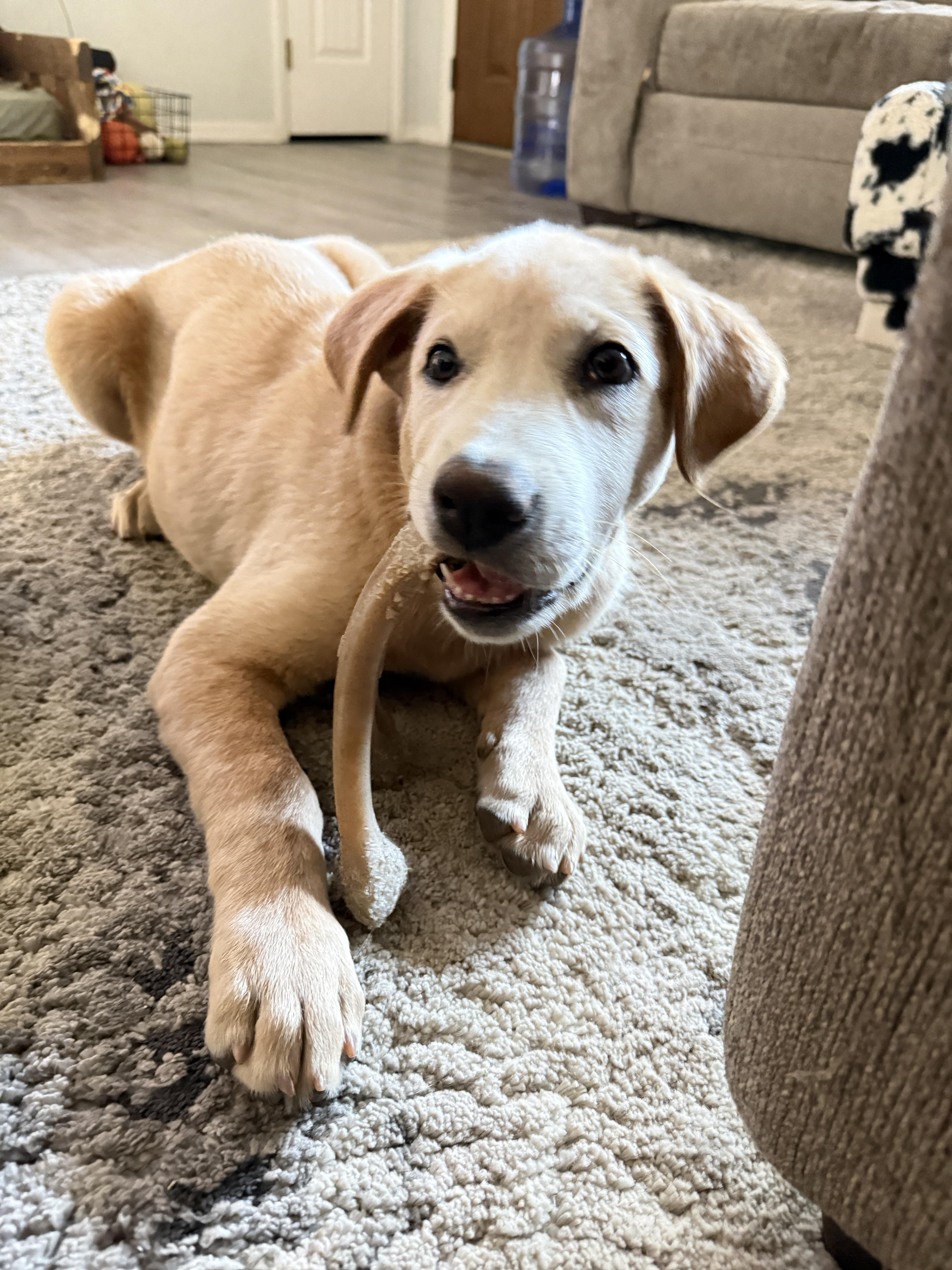 Goldilocks, a Adopted mixed breed in Tucson, AZ image 4/6