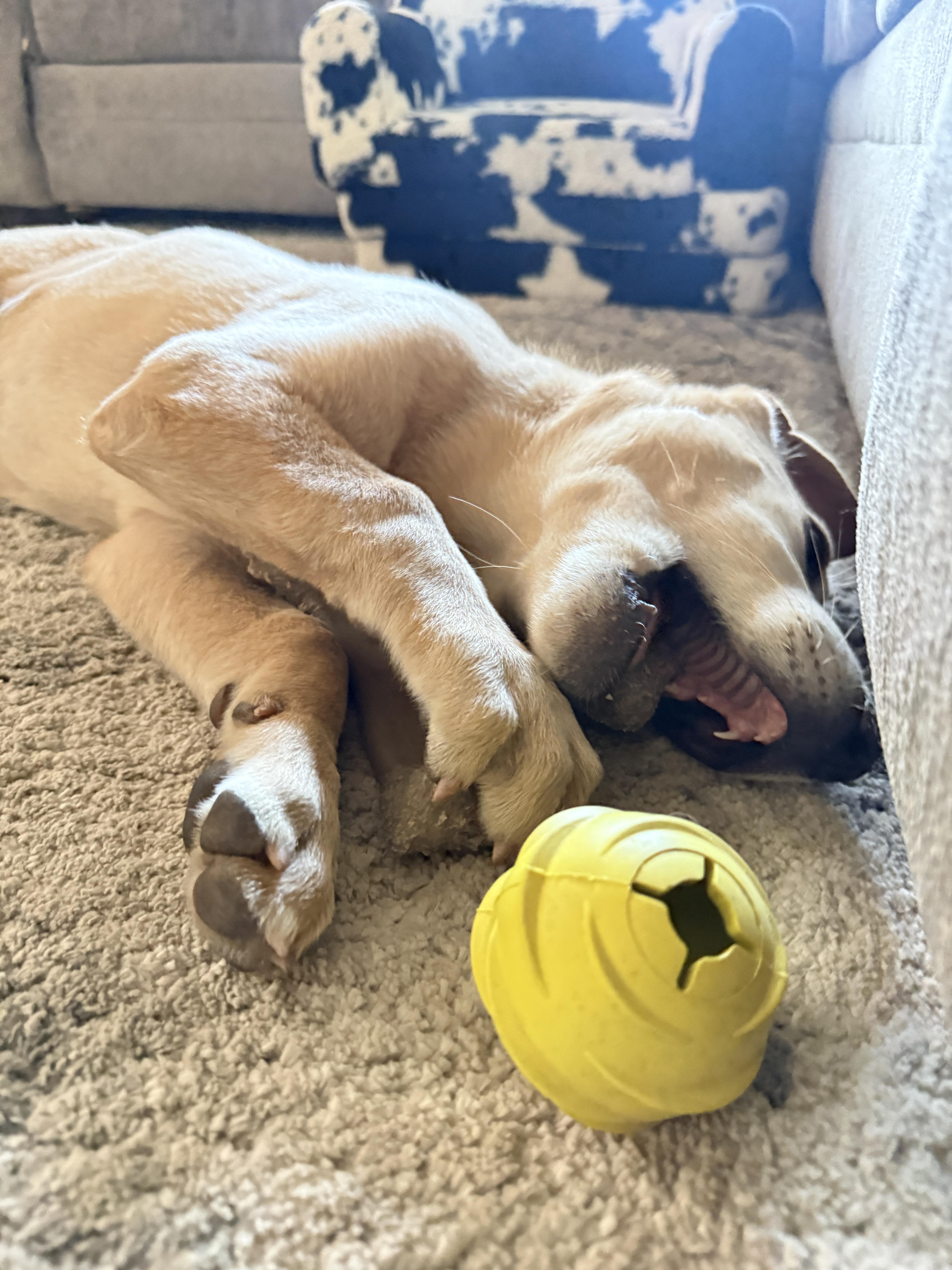 Goldilocks, a Adopted mixed breed in Tucson, AZ image 5/6