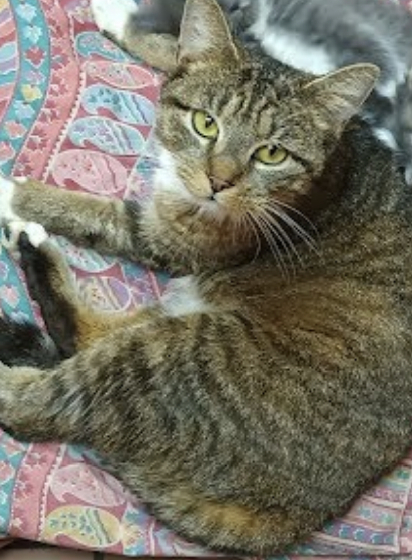 Lily, an adopted Domestic Short Hair in New Haven, CT_image-1