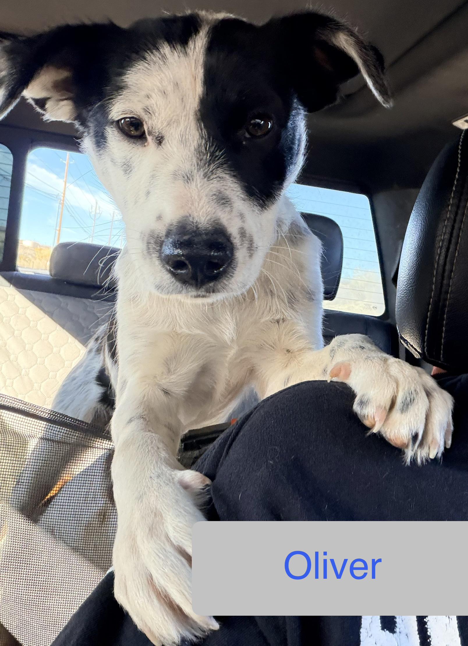 Enlarge Oliver, a ADOPTABLE mixed breed in Albuquerque, NM image 1/1