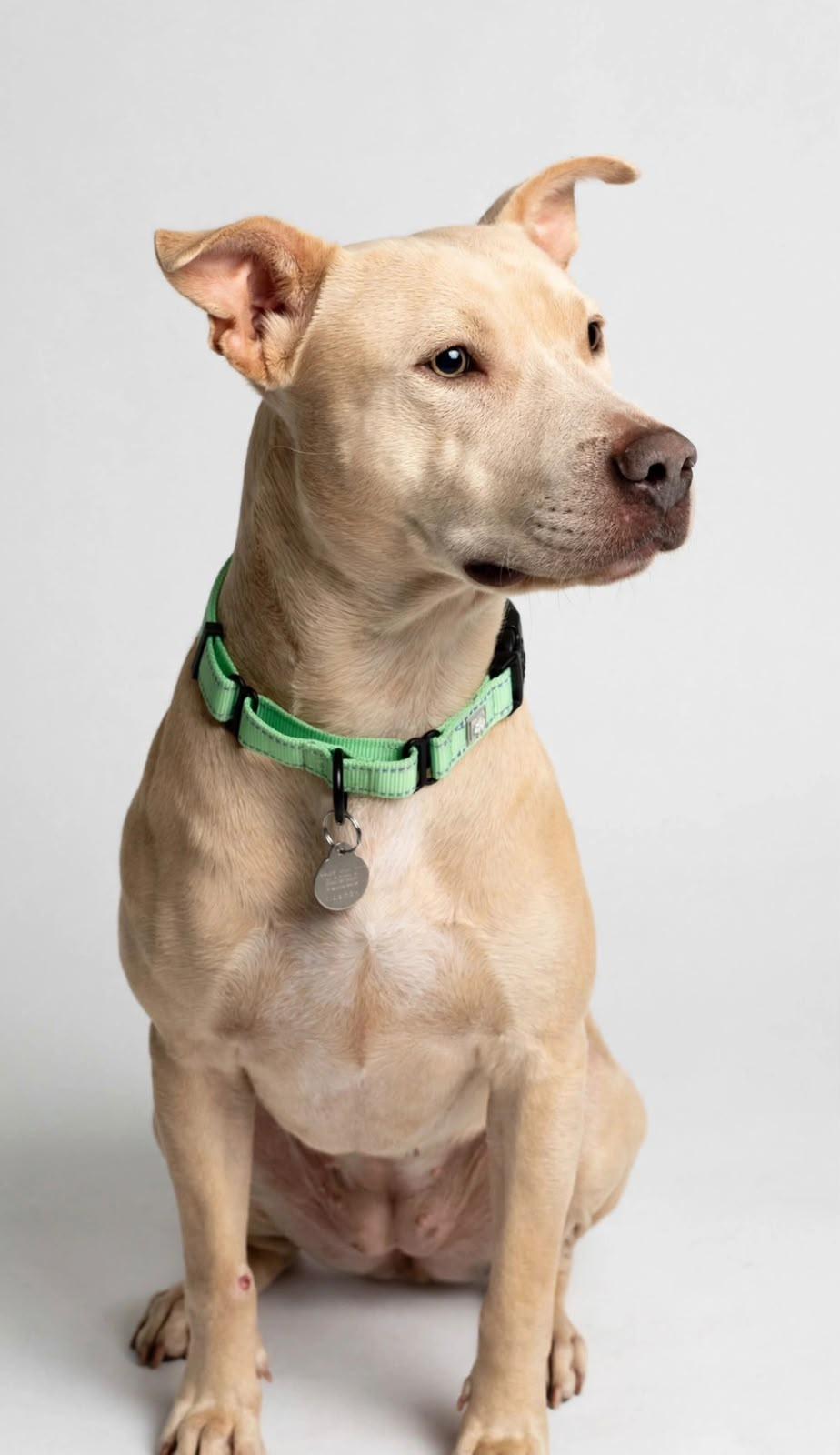 Lorenzo, Adoptable, Young Male American Staffordshire Terrier & Pit Bull Terrier.