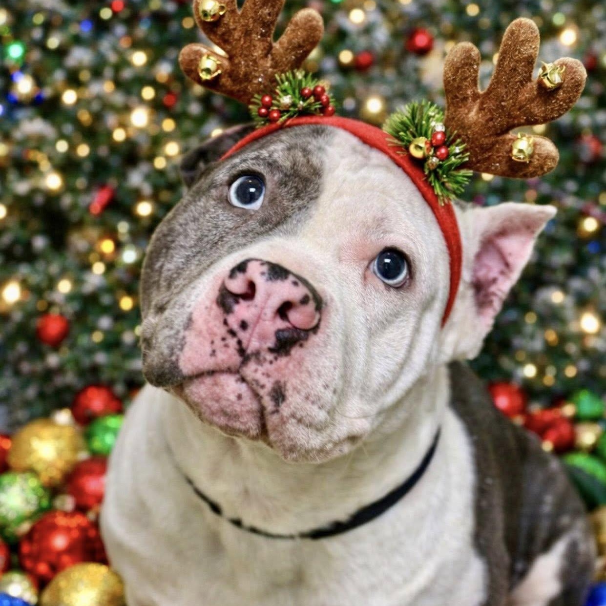 Enlarge Lillian Snuggle Bug, a ADOPTABLE mixed breed in Battle Creek, MI image 1/1