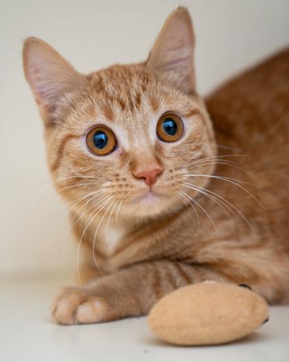 Enlarge Nuna, a Adoptable mixed breed in Pequot Lakes, MN image 1/1