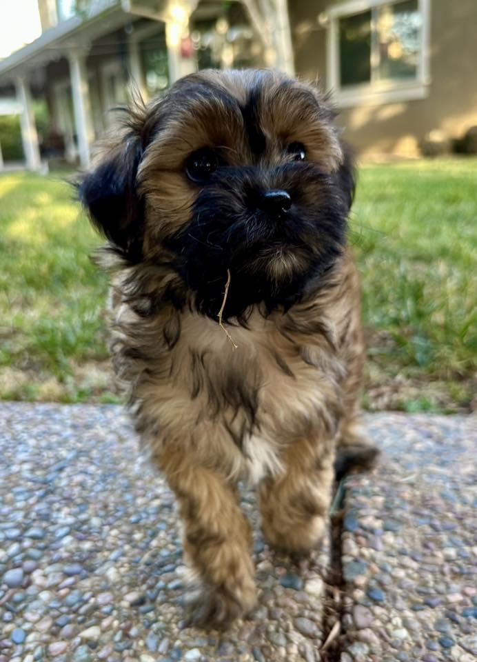 Beth, Adopted, Puppy Female Maltipoo & Dachshund (Long Haired).