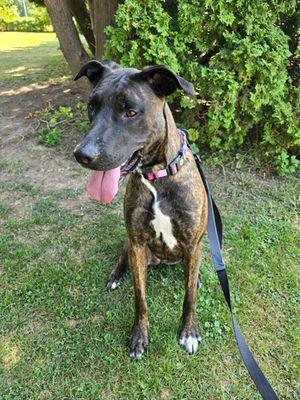 Kitty, Adoptable, Adult Female Plott Hound.