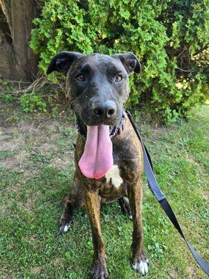 Kitty, a Adoptable mixed breed in Williamsport, PA image 2/3