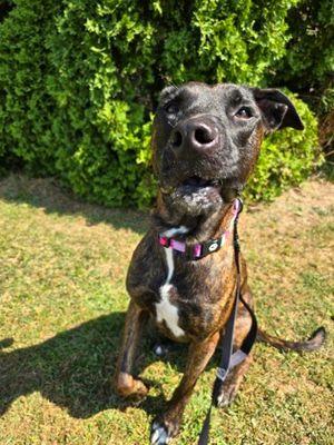 Kitty, a Adoptable mixed breed in Williamsport, PA image 3/3