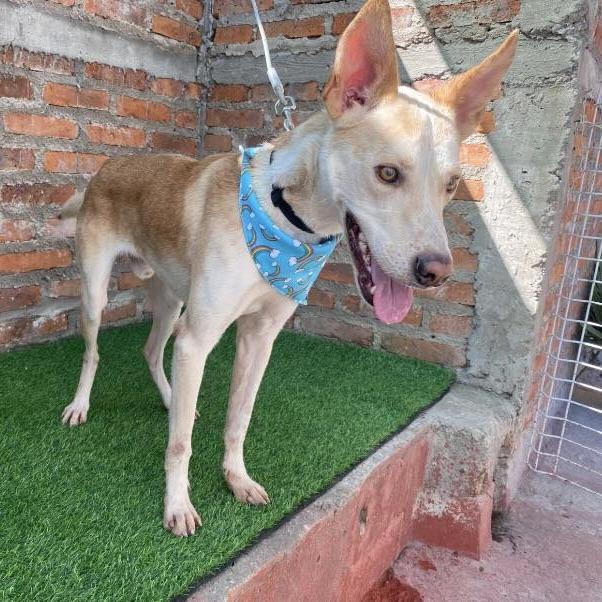 Huesos aka Bones (20250828-07)