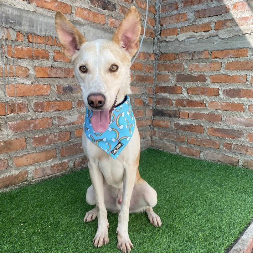 Huesos aka Bones (20250828-07) — thumbnail 2